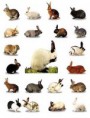 /album/fotogaleria/conejos-jpg/