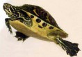 /album/fotogaleria/tortugas-jpg/