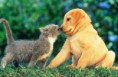 /album/fotogaleria/perro-y-gato-jpg/