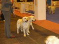 /album/fotos-de-100x100-mascota-ifema/p5268310-jpg/